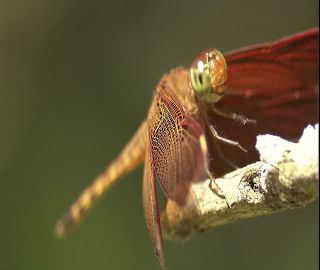 Link to Video | 2008, Philippines
