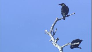 Link zum Video | 2008, Philippinen