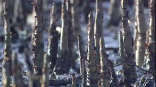 Link zum Video | 2008, Philippinen