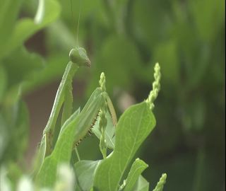 Link to Video | 2008, Philippines