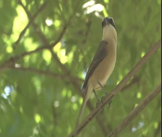 Link to Video | 2008, Philippines