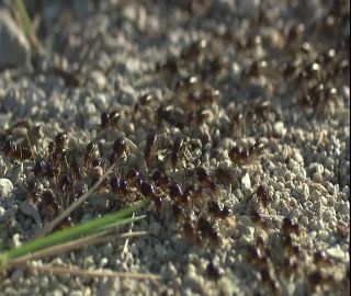 Link to Video | 2008, Philippines