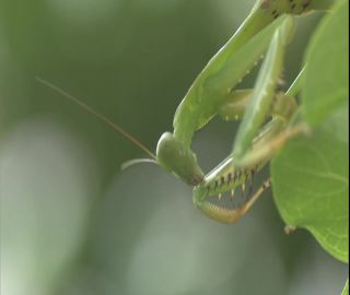 Link to Video | 2008, Philippines