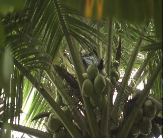 Link to Video | 2008, Philippines