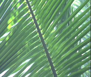 Link to Video | 2008, Philippines