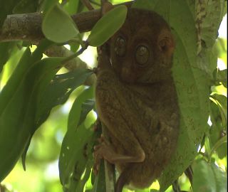 Link zum Video | 2008, Philippinen