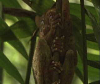 Link to Video | 2008, Philippines