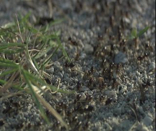 Link to Video | 2008, Philippines