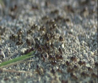 Link to Video | 2008, Philippines