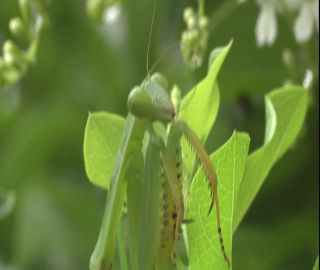 Link to Video | 2008, Philippines