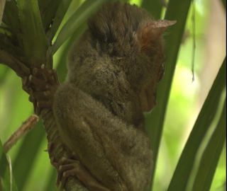 Link to Video | 2008, Philippines