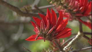 Link zum Video | 2008, Philippinen