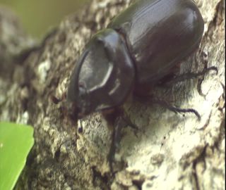 Link to Video | 2008, Philippines