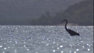 Link to Video | 2008, Philippines