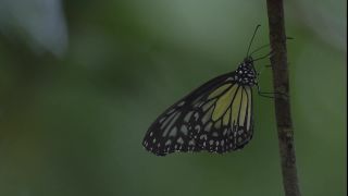 Link to Video | 2008, Philippines