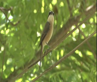 Link to Video | 2008, Philippines