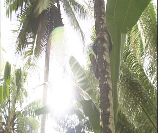 Link to Video | 2008, Philippines