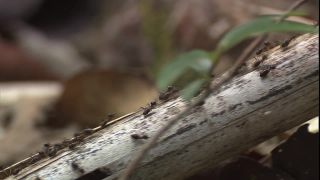 Link to Video | 2008, Philippines