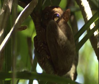 Link to Video | 2008, Philippines