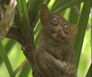 Link to Video | 2008, Philippines