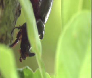 Link to Video | 2008, Philippines