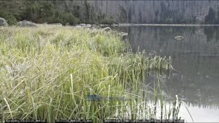 Link to Video | liegendes Totholz, tree, climate change, environmental degradation, forest dieback, coarse woody debris, Picea abies, dryness, destruction, 2012, Czech Republic, color, monoculture, forest degradation, forest, daytime, Fichtenwald, global warming