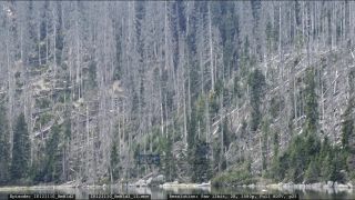 Link to Video | liegendes Totholz, tree, climate change, environmental degradation, forest dieback, coarse woody debris, Picea abies, dryness, destruction, 2012, Czech Republic, color, monoculture, forest degradation, forest, daytime, Fichtenwald, global warming