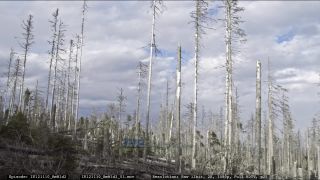 Link to Video | liegendes Totholz, tree, climate change, environmental degradation, forest dieback, coarse woody debris, Picea abies, dryness, destruction, 2012, Czech Republic, color, monoculture, forest degradation, forest, daytime, Fichtenwald, global warming