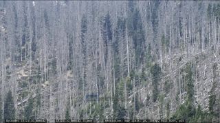 Link to Video | liegendes Totholz, tree, climate change, environmental degradation, forest dieback, coarse woody debris, Picea abies, dryness, destruction, 2012, Czech Republic, color, monoculture, forest degradation, forest, daytime, Fichtenwald, global warming