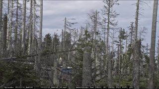 Link to Video | liegendes Totholz, tree, climate change, environmental degradation, forest dieback, coarse woody debris, Picea abies, dryness, destruction, 2012, Czech Republic, color, monoculture, forest degradation, forest, daytime, Fichtenwald, global warming