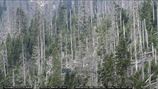 Link to Video | liegendes Totholz, tree, climate change, environmental degradation, forest dieback, coarse woody debris, Picea abies, dryness, destruction, 2012, Czech Republic, color, monoculture, forest degradation, forest, daytime, Fichtenwald, global warming