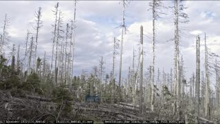Link to Video | liegendes Totholz, tree, climate change, environmental degradation, forest dieback, coarse woody debris, Picea abies, dryness, destruction, 2012, Czech Republic, color, monoculture, forest degradation, forest, daytime, Fichtenwald, global warming