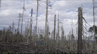 Link to Video | liegendes Totholz, tree, climate change, environmental degradation, forest dieback, coarse woody debris, Picea abies, dryness, destruction, 2012, Czech Republic, color, monoculture, forest degradation, forest, daytime, Fichtenwald, global warming