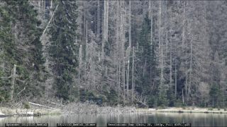 Link to Video | liegendes Totholz, tree, climate change, environmental degradation, forest dieback, coarse woody debris, Picea abies, dryness, destruction, 2012, Czech Republic, color, monoculture, forest degradation, forest, daytime, Fichtenwald, global warming