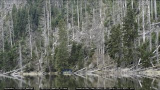 Link to Video | liegendes Totholz, tree, climate change, environmental degradation, forest dieback, coarse woody debris, Picea abies, dryness, destruction, 2012, Czech Republic, color, monoculture, forest degradation, forest, daytime, Fichtenwald, global warming