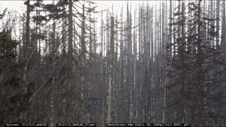 Link to Video | liegendes Totholz, tree, climate change, environmental degradation, forest dieback, coarse woody debris, Picea abies, dryness, destruction, 2012, Czech Republic, color, monoculture, forest degradation, forest, daytime, Fichtenwald, global warming
