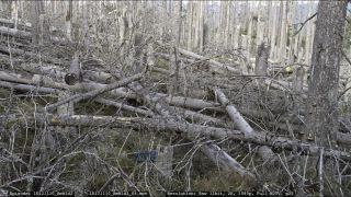 Link to Video | liegendes Totholz, tree, climate change, environmental degradation, forest dieback, coarse woody debris, Picea abies, dryness, destruction, 2012, Czech Republic, color, monoculture, forest degradation, forest, daytime, Fichtenwald, global warming