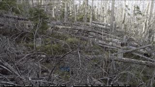 Link to Video | liegendes Totholz, tree, climate change, environmental degradation, forest dieback, coarse woody debris, Picea abies, dryness, destruction, 2012, Czech Republic, color, monoculture, forest degradation, forest, daytime, Fichtenwald, global warming
