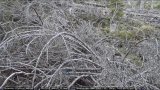 Link to Video | liegendes Totholz, tree, climate change, environmental degradation, forest dieback, coarse woody debris, Picea abies, dryness, destruction, 2012, Czech Republic, color, monoculture, forest degradation, forest, daytime, Fichtenwald, global warming
