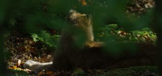 Link to Video | mammal, shadow, Germany, color, 4K resolution, wildlife, Felidae, Carnivora, Feliformia, RED digital pictures, Wildlife Observation, Poland, Bavarian Forest, Felinae, Eurasian lynx, Felis silvestris, forest, Europe, day, big cat, animal, mammals, Carnivora, light