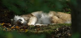 Link to Video | mammal, shadow, Germany, color, 4K resolution, wildlife, Felidae, Carnivora, Feliformia, RED digital pictures, Wildlife Observation, Poland, Bavarian Forest, Felinae, Eurasian lynx, Felis silvestris, forest, Europe, day, big cat, animal, mammals, Carnivora, light