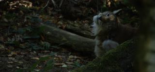 Link to Video | mammal, shadow, Germany, color, 4K resolution, wildlife, Felidae, Carnivora, Feliformia, RED digital pictures, Wildlife Observation, Poland, Bavarian Forest, Felinae, Eurasian lynx, Felis silvestris, forest, Europe, day, big cat, animal, mammals, Carnivora, light