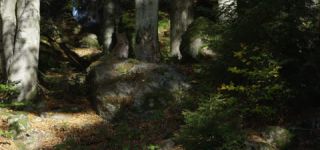 Link to Video | mammal, shadow, Germany, color, 4K resolution, wildlife, Felidae, Carnivora, Feliformia, RED digital pictures, Wildlife Observation, Poland, Bavarian Forest, Felinae, Eurasian lynx, Felis silvestris, forest, Europe, day, big cat, animal, mammals, Carnivora, light