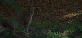 Link to Video | mammal, shadow, Germany, color, 4K resolution, wildlife, Felidae, Carnivora, Feliformia, RED digital pictures, Wildlife Observation, Poland, Bavarian Forest, Felinae, Eurasian lynx, Felis silvestris, forest, Europe, day, big cat, animal, mammals, Carnivora, light
