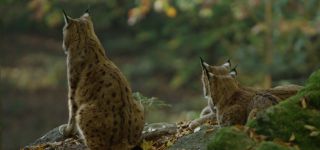 Link to Video | mammal, shadow, Germany, color, 4K resolution, wildlife, Felidae, Carnivora, Feliformia, RED digital pictures, Wildlife Observation, Poland, Bavarian Forest, Felinae, Eurasian lynx, Felis silvestris, forest, Europe, day, big cat, animal, mammals, Carnivora, light