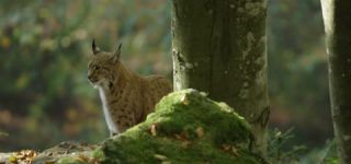 Link to Video | mammal, shadow, Germany, color, 4K resolution, wildlife, Felidae, Carnivora, Feliformia, RED digital pictures, Wildlife Observation, Poland, Bavarian Forest, Felinae, Eurasian lynx, Felis silvestris, forest, Europe, day, big cat, animal, mammals, Carnivora, light