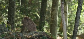 Link to Video | mammal, shadow, Germany, color, 4K resolution, wildlife, Felidae, Carnivora, Feliformia, RED digital pictures, Wildlife Observation, Poland, Bavarian Forest, Felinae, Eurasian lynx, Felis silvestris, forest, Europe, day, big cat, animal, mammals, Carnivora, light
