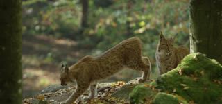 Link to Video | mammal, shadow, Germany, color, 4K resolution, wildlife, Felidae, Carnivora, Feliformia, RED digital pictures, Wildlife Observation, Poland, Bavarian Forest, Felinae, Eurasian lynx, Felis silvestris, forest, Europe, day, big cat, animal, mammals, Carnivora, light