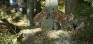Link to Video | mammal, shadow, Germany, color, 4K resolution, wildlife, Felidae, Carnivora, Feliformia, RED digital pictures, Wildlife Observation, Poland, Bavarian Forest, Felinae, Eurasian lynx, Felis silvestris, forest, Europe, day, big cat, animal, mammals, Carnivora, light