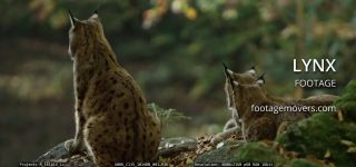Link to Video | mammal, shadow, Germany, color, 4K resolution, wildlife, Felidae, Carnivora, Feliformia, RED digital pictures, Wildlife Observation, Poland, Bavarian Forest, Felinae, Eurasian lynx, Felis silvestris, forest, Europe, day, big cat, animal, mammals, Carnivora, light